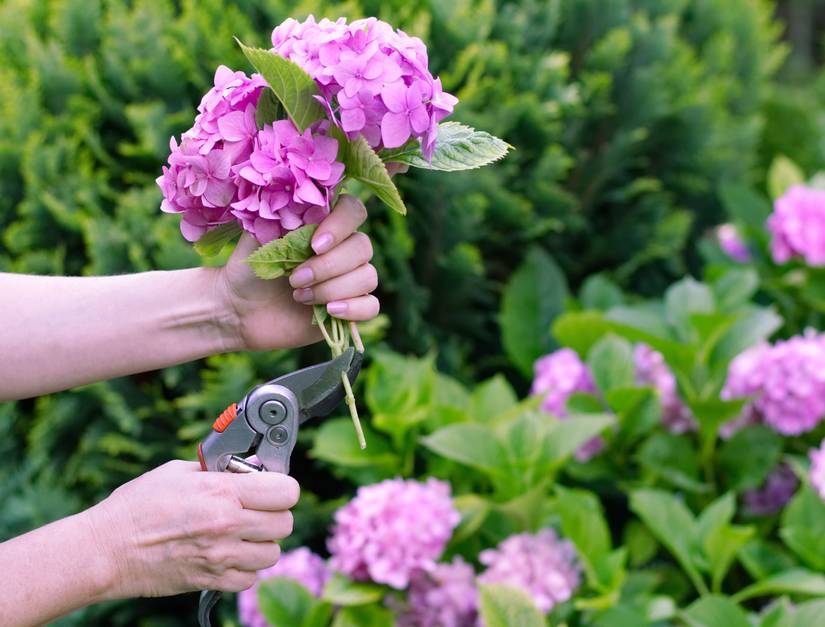 7 Tips to Caring for Your Hydrangeas in the Fall