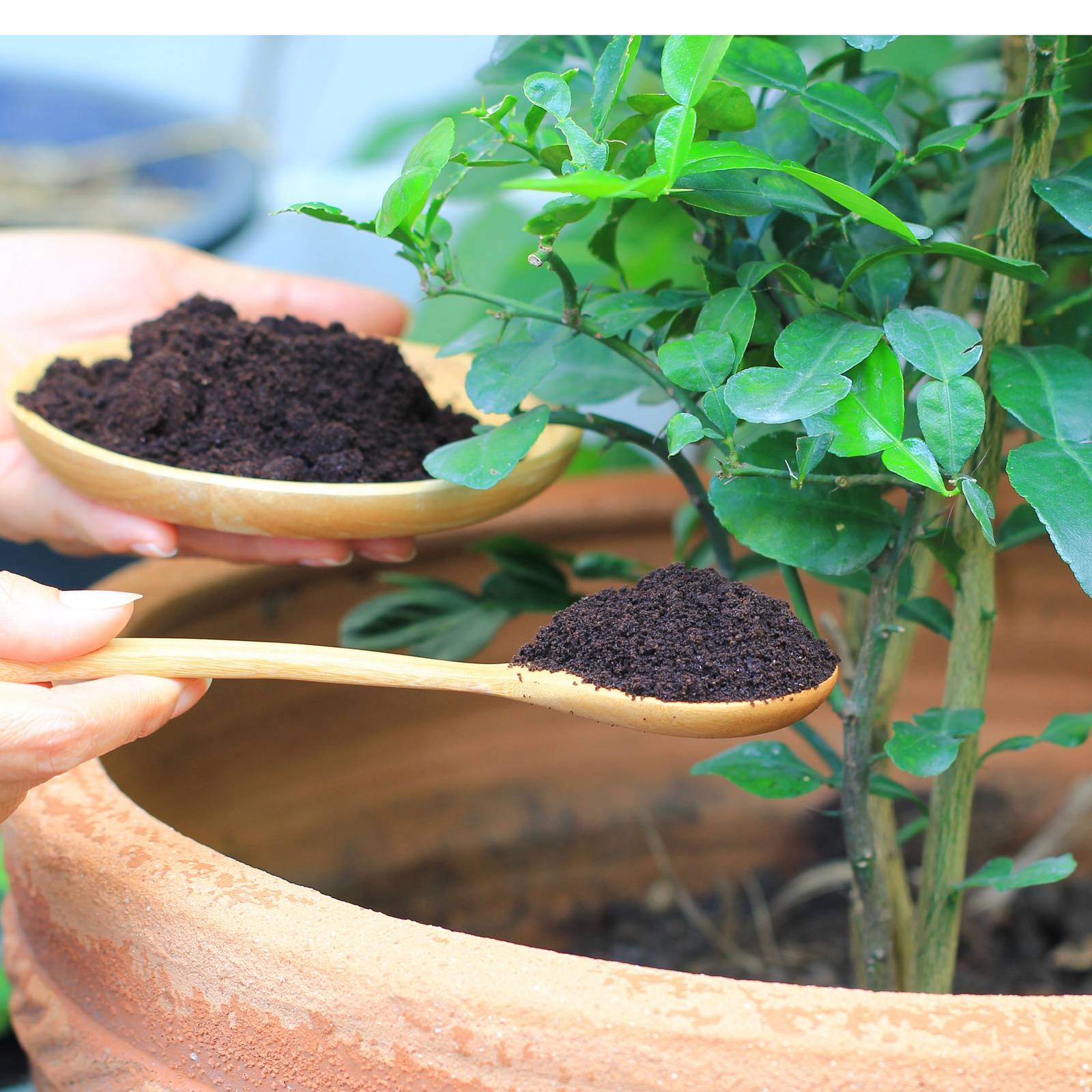 How to Use Coffee Grounds to Fertilize Evergreens