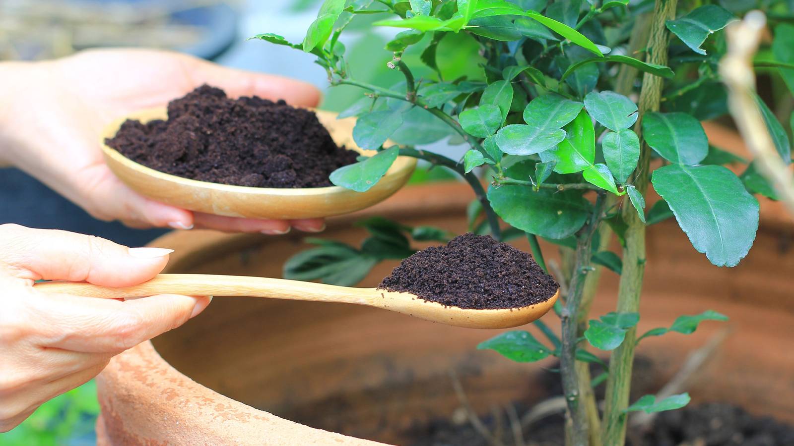 yuzu plant Yuzu Tree For Sale in Florida | Everglades Farm