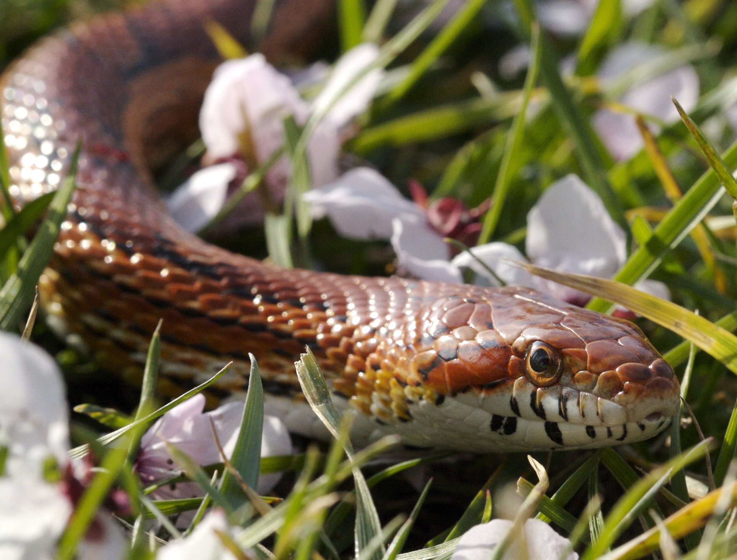 Keep Snakes Away With the Power of VInegar