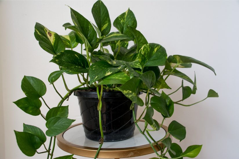 How To Prune Pothos To Keep It Growing and Tidy