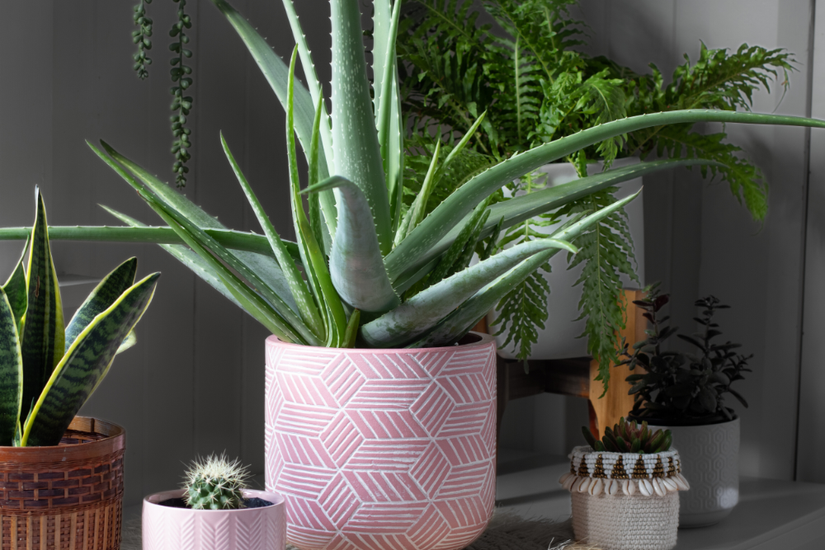 5 Best Feng Shui Plants For Your Home