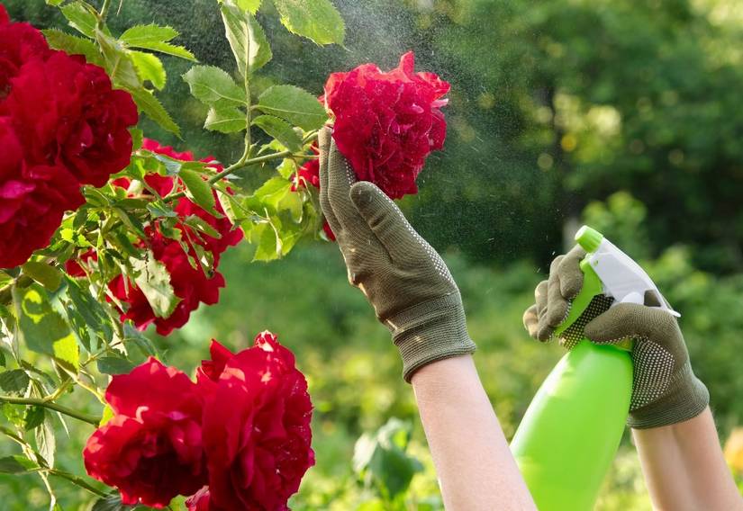 5 Reasons to Use Lime on Your Roses