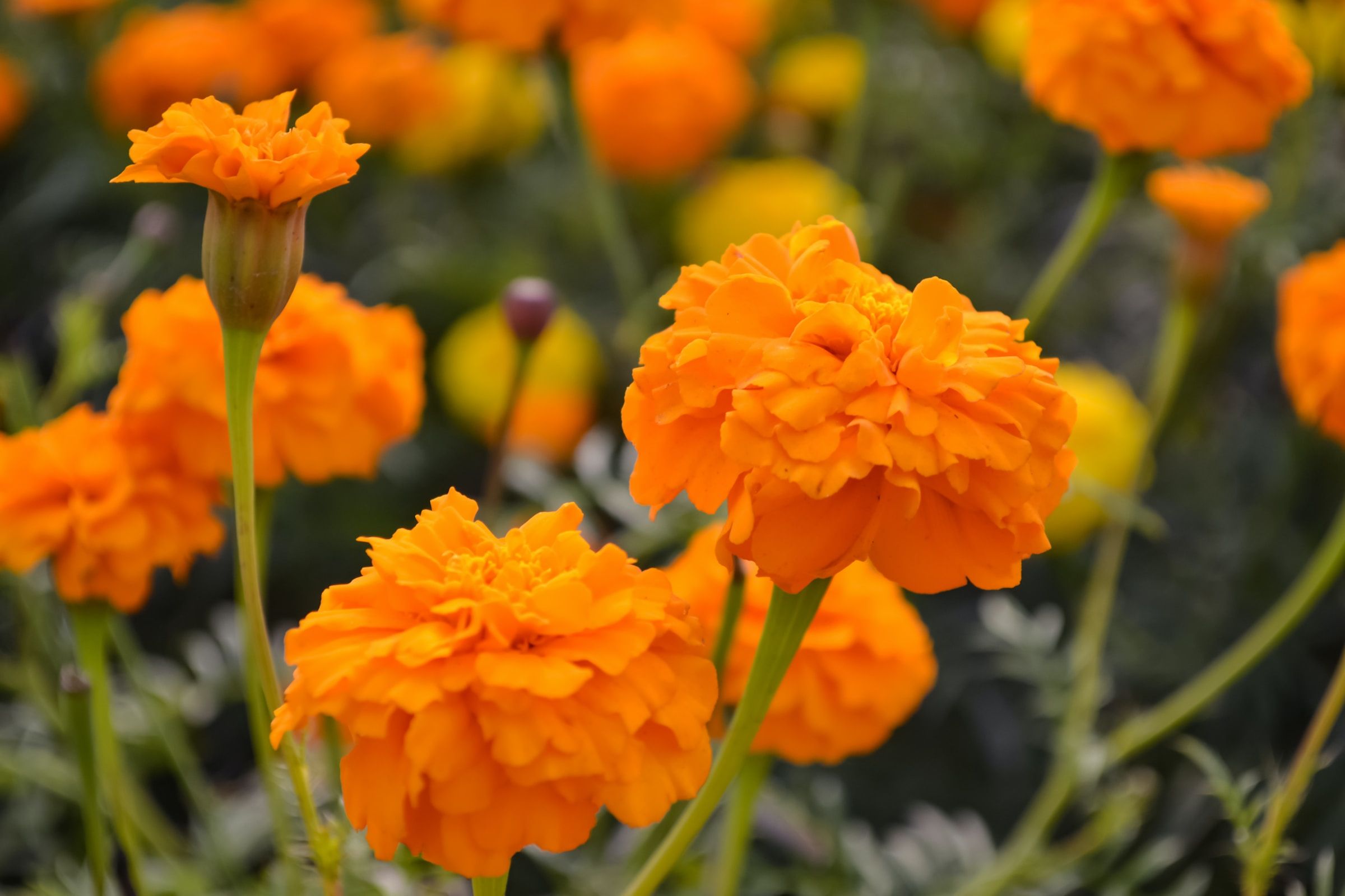 5 Beautiful Marigolds to Add to Your Garden