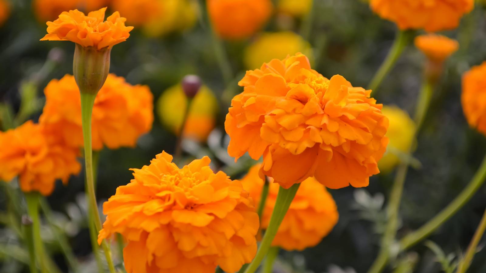 5 Beautiful Marigolds to Add to Your Garden