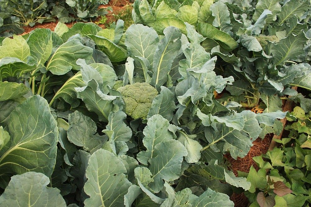 How to Harvest Broccoli