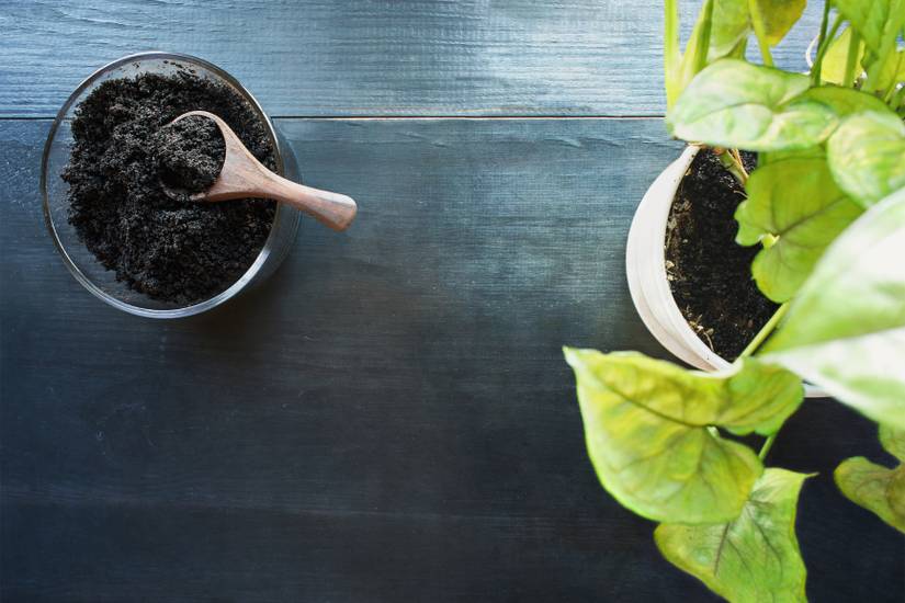 Should You Add Coffee Grounds To Your Houseplants