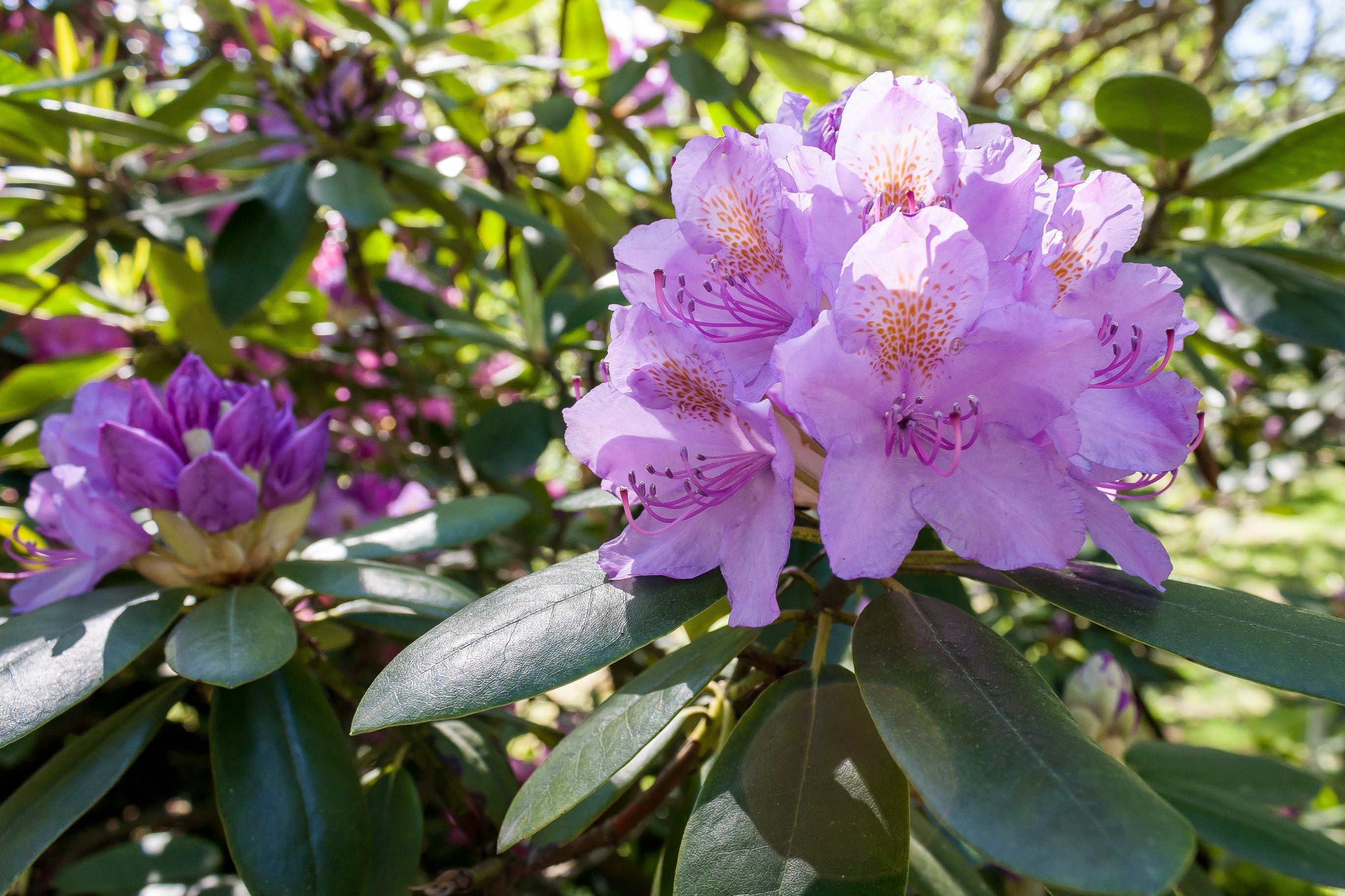 stickstoffdünger rhododendron Rhododendron Dünger flüssig 500ml - 10 L