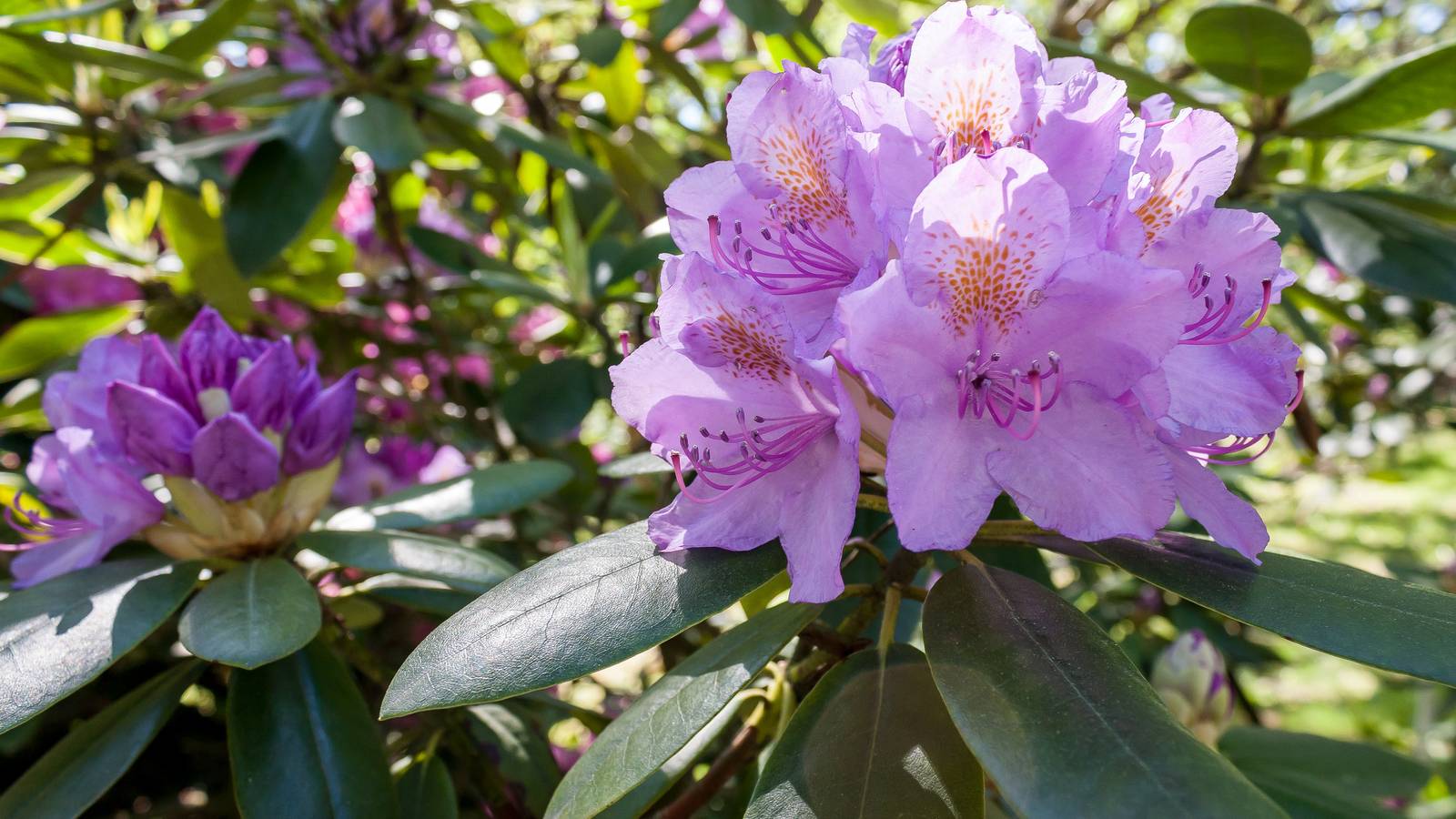 7 Best Fertilizer for Rhododendrons