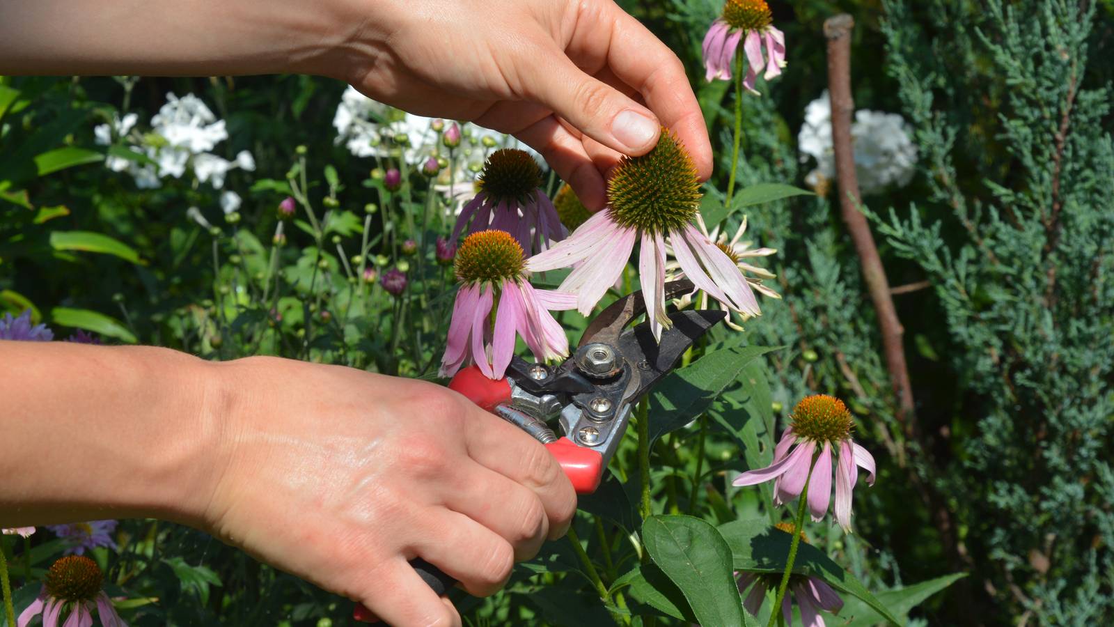 How to Harvest Coneflower Seeds