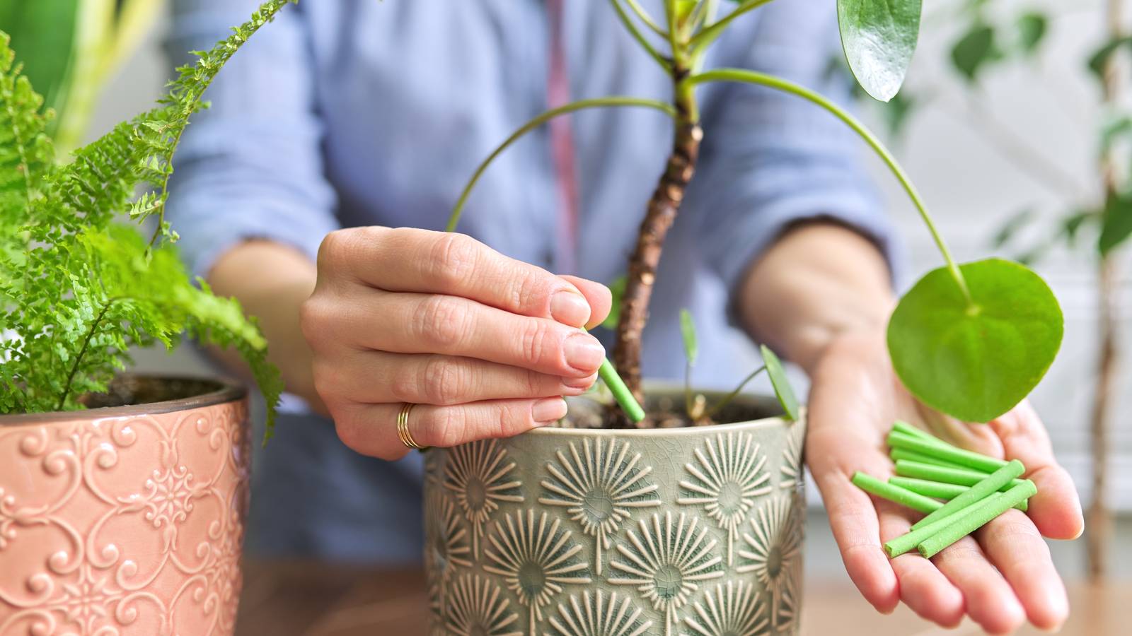 4 Best Fertilizers for Houseplants