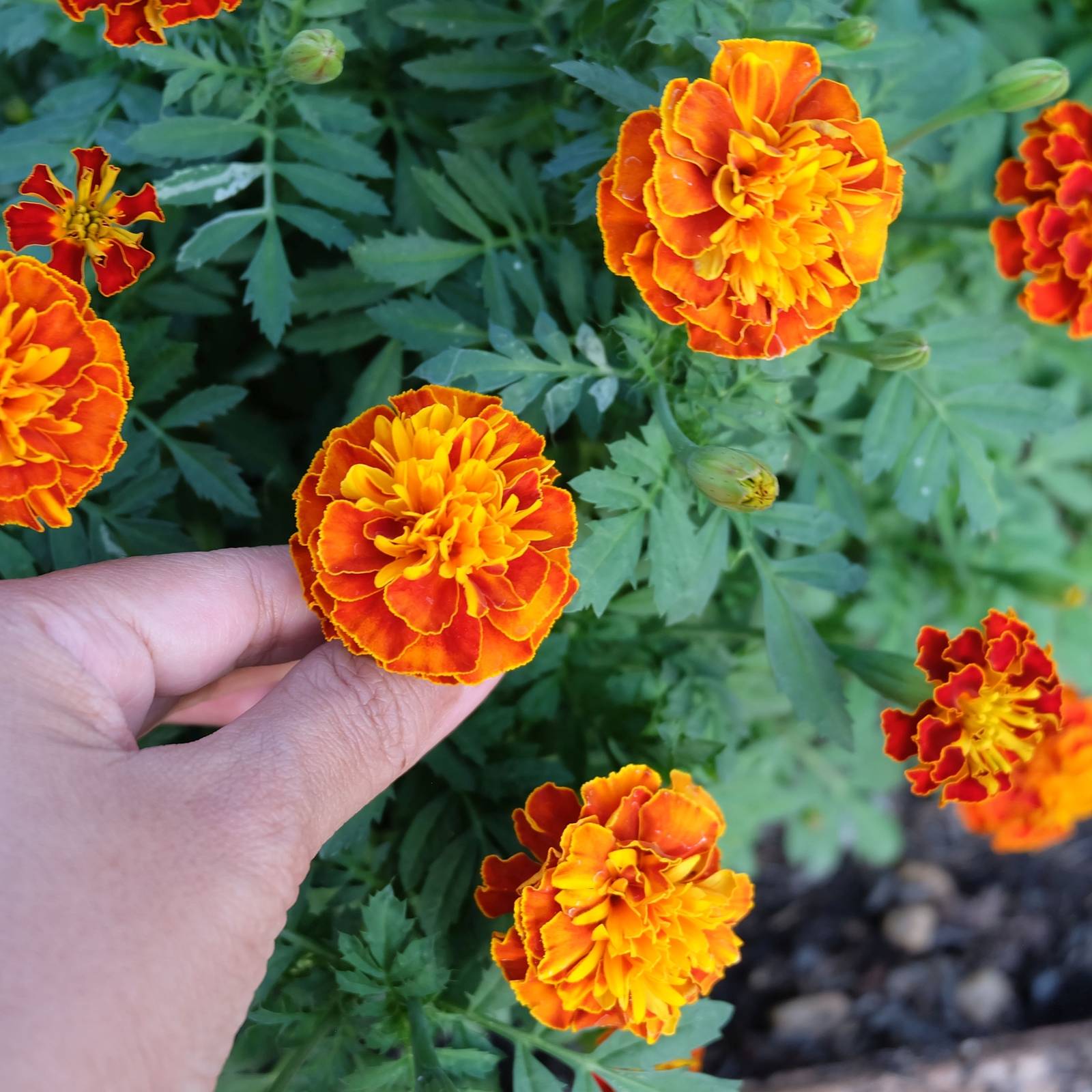 5 Best Fertilizers for Marigolds