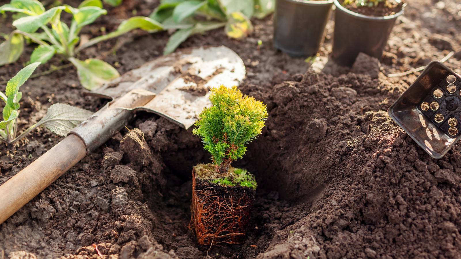 How Far Apart to Plant Your Arborvitae Trees