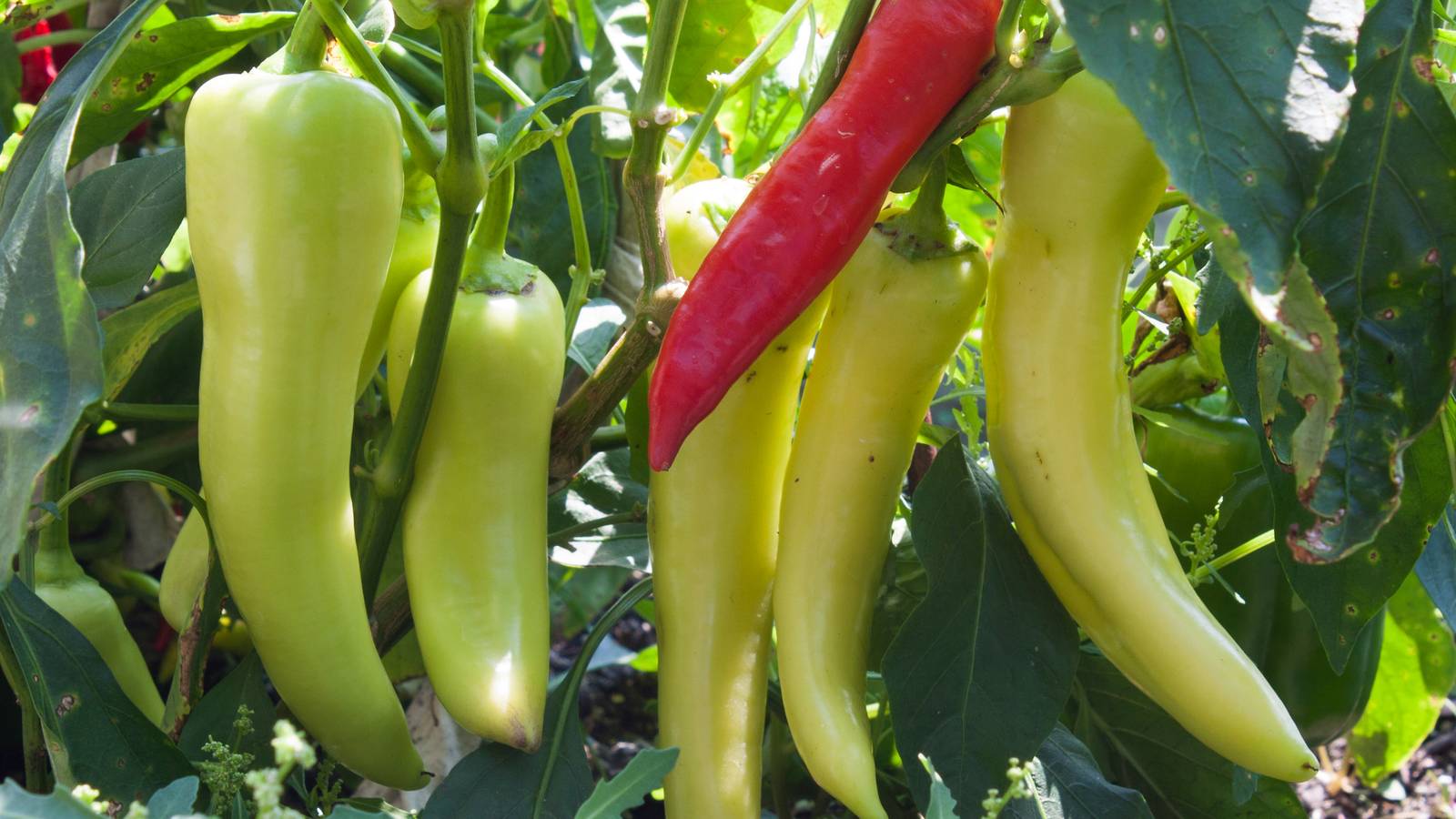 5 Tips for Harvesting Banana Peppers