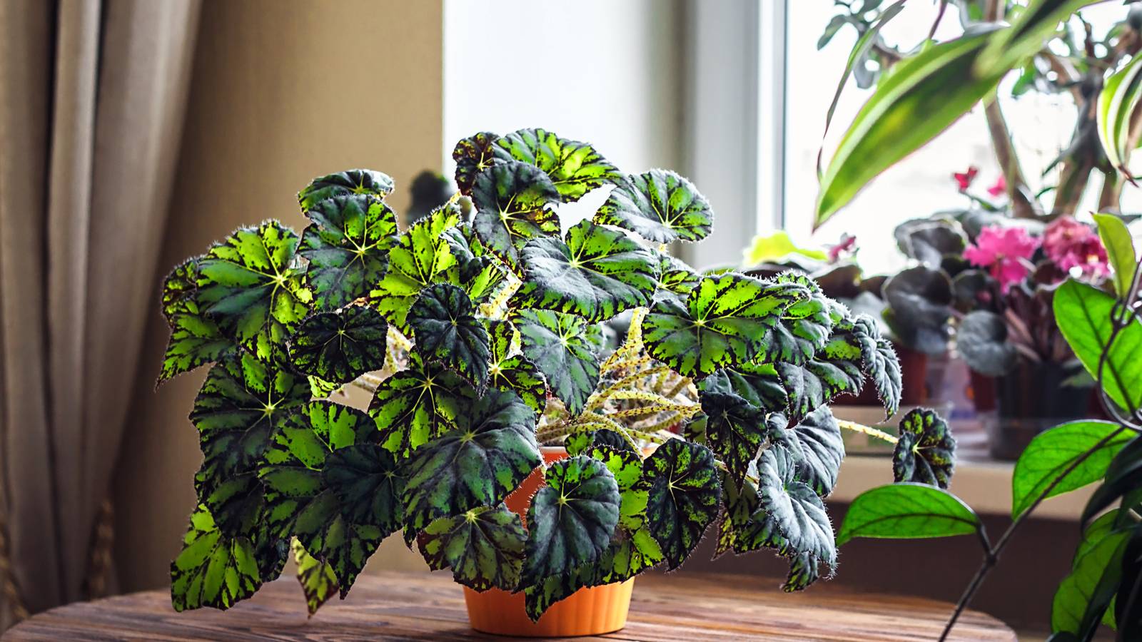 5 Tips For Caring For Potted Begonias