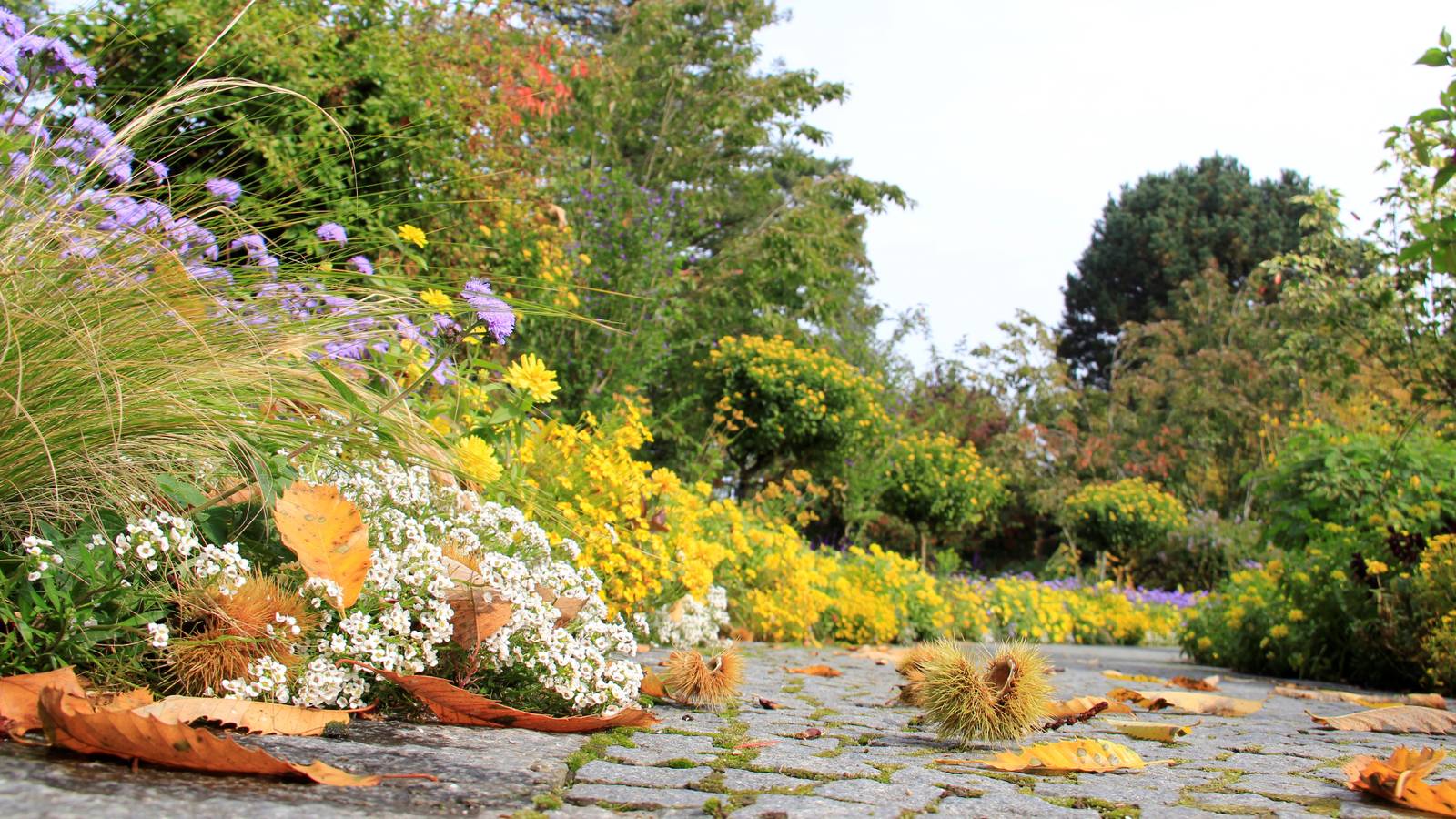 5 Best Fall Perennials For Your Garden
