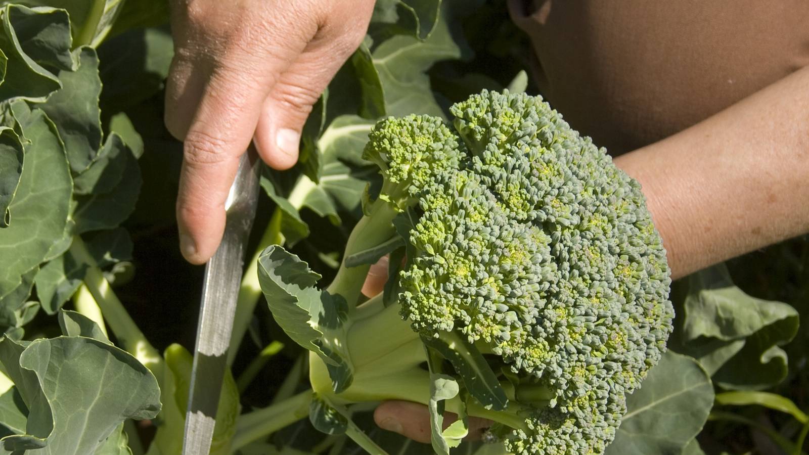 How to Harvest Broccoli
