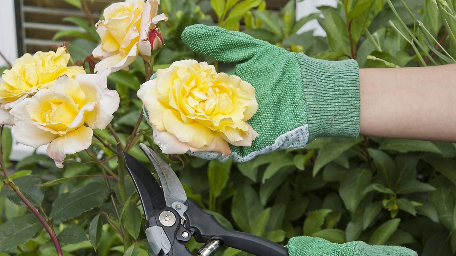 How to Properly Prune Your Roses