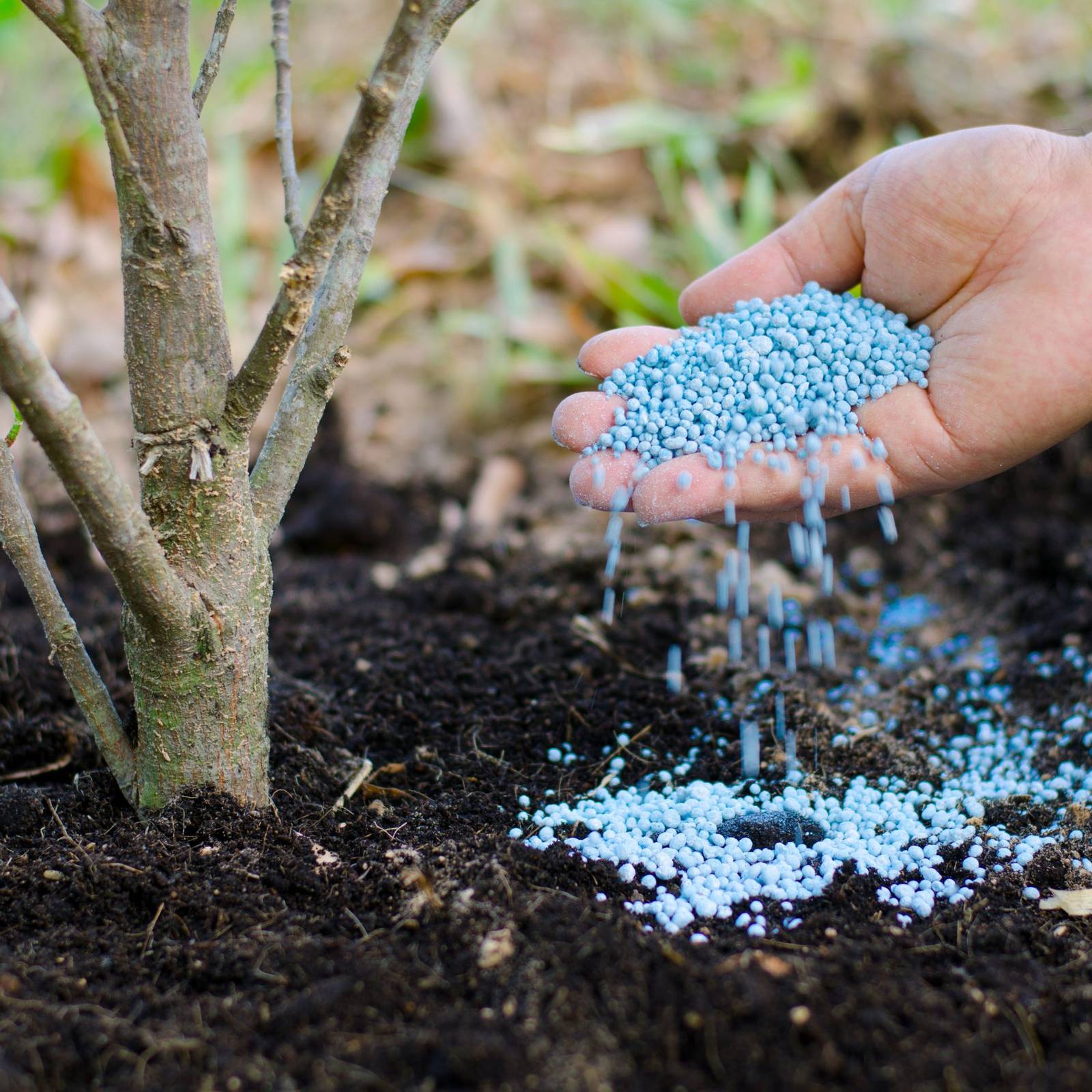 5 Best Fertilizers For Your Trees and Shrubs