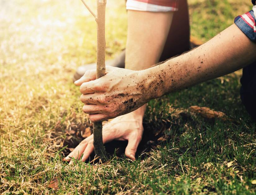 7 Reasons to Use Epsom Salt on Fruit Trees
