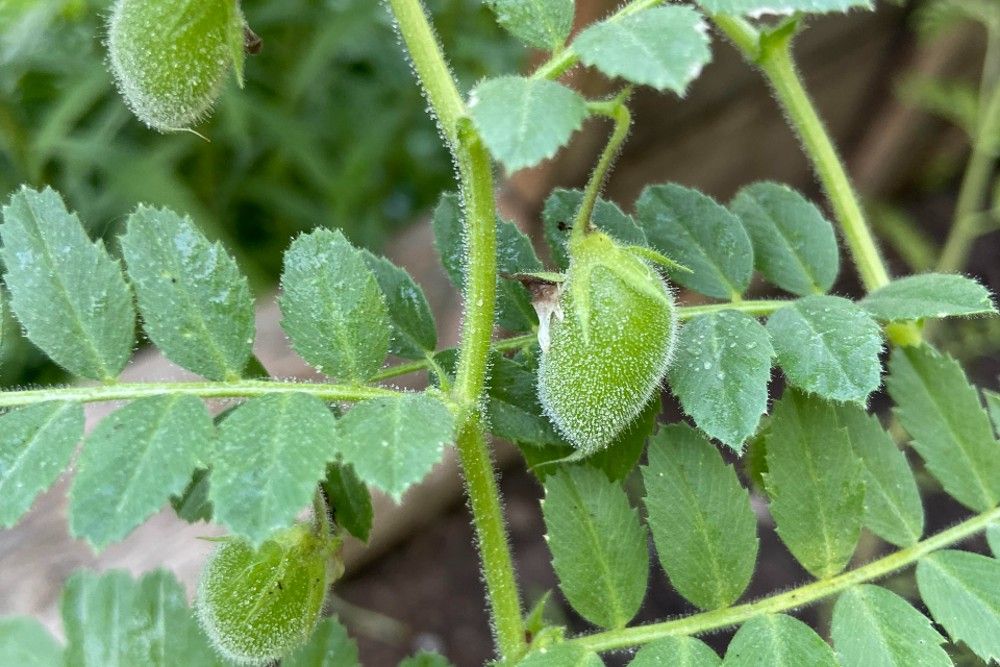 How To Grow Chickpeas In Your Home Garden 