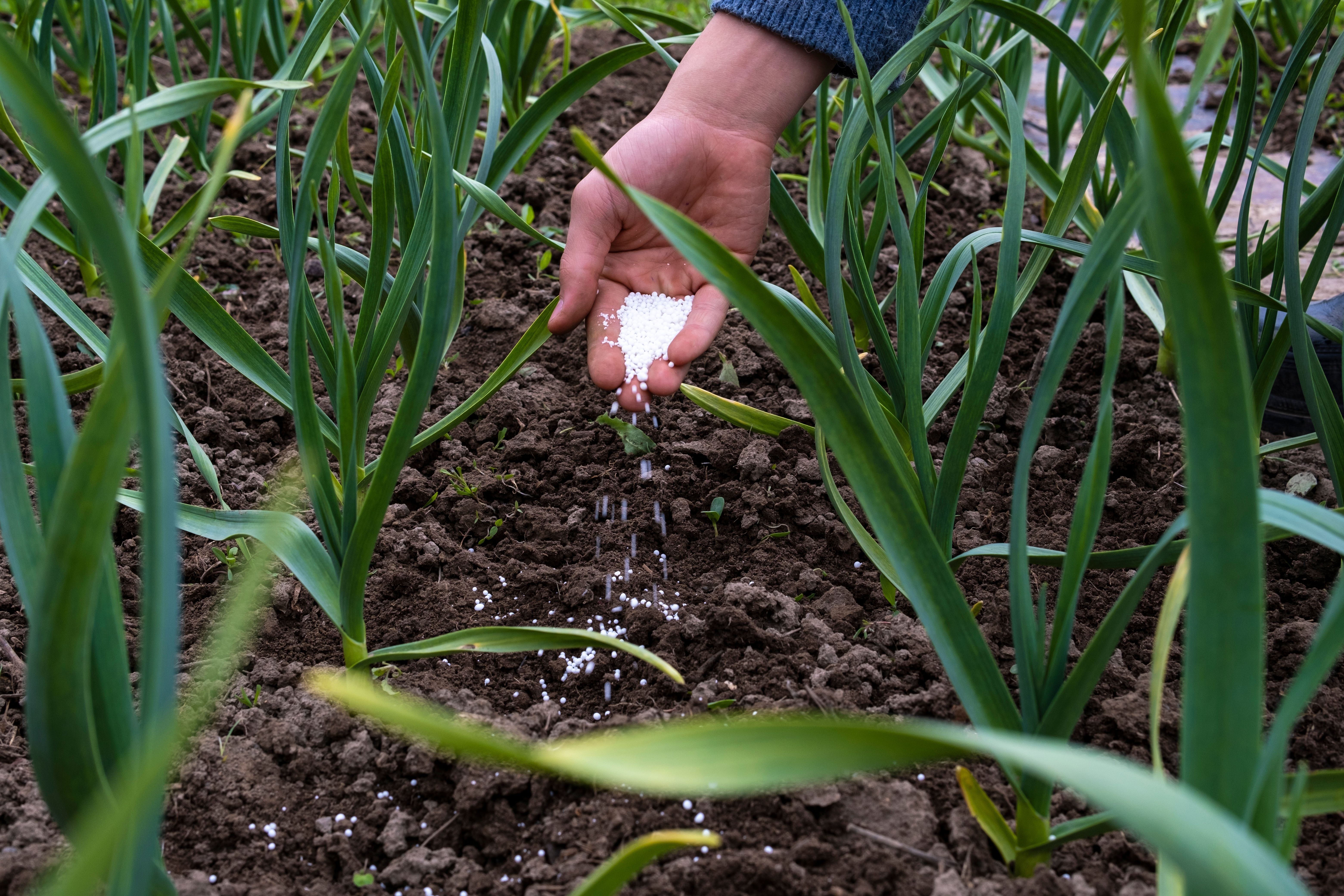 Why You Should Use Epsom Salt on Your Garlic Plants