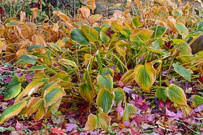 Should You Cut Back Hostas In The Fall?