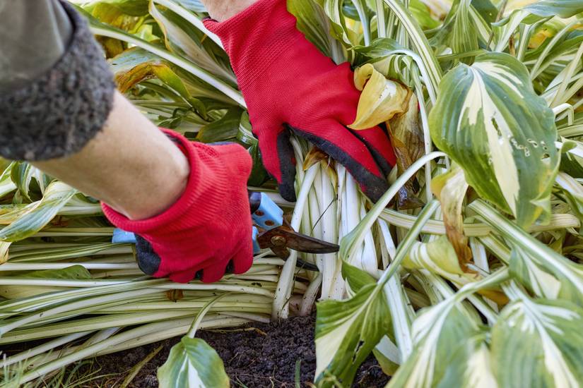 7 Ways to Prepare Your Hostas For Winter