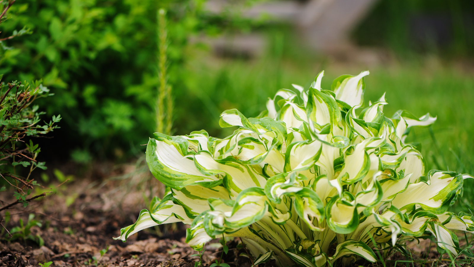 How to Choose The Right Hosta For Your Garden