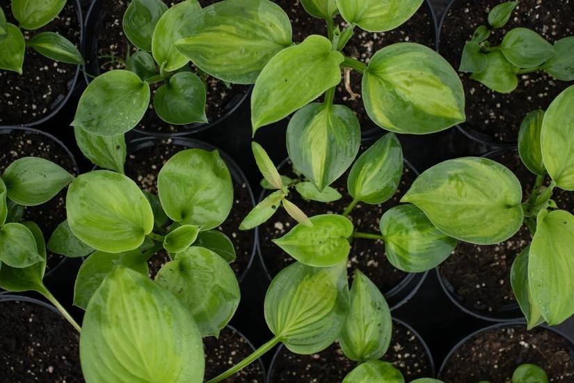 How to Care For Hostas in the Fall