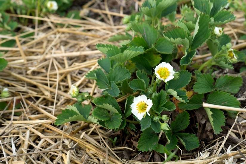 Should You Cut Back Strawberry Plants in Fall?