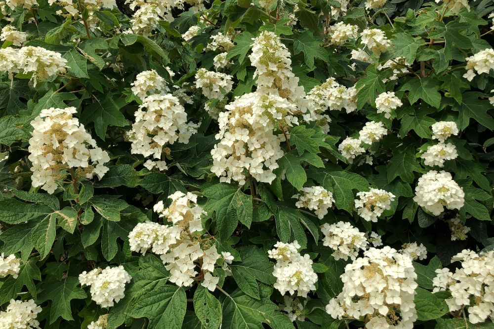 How to Grow Oakleaf Hydrangea