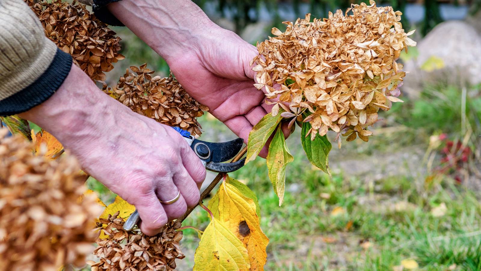 7 Tips to Caring for Your Hydrangeas in the Fall