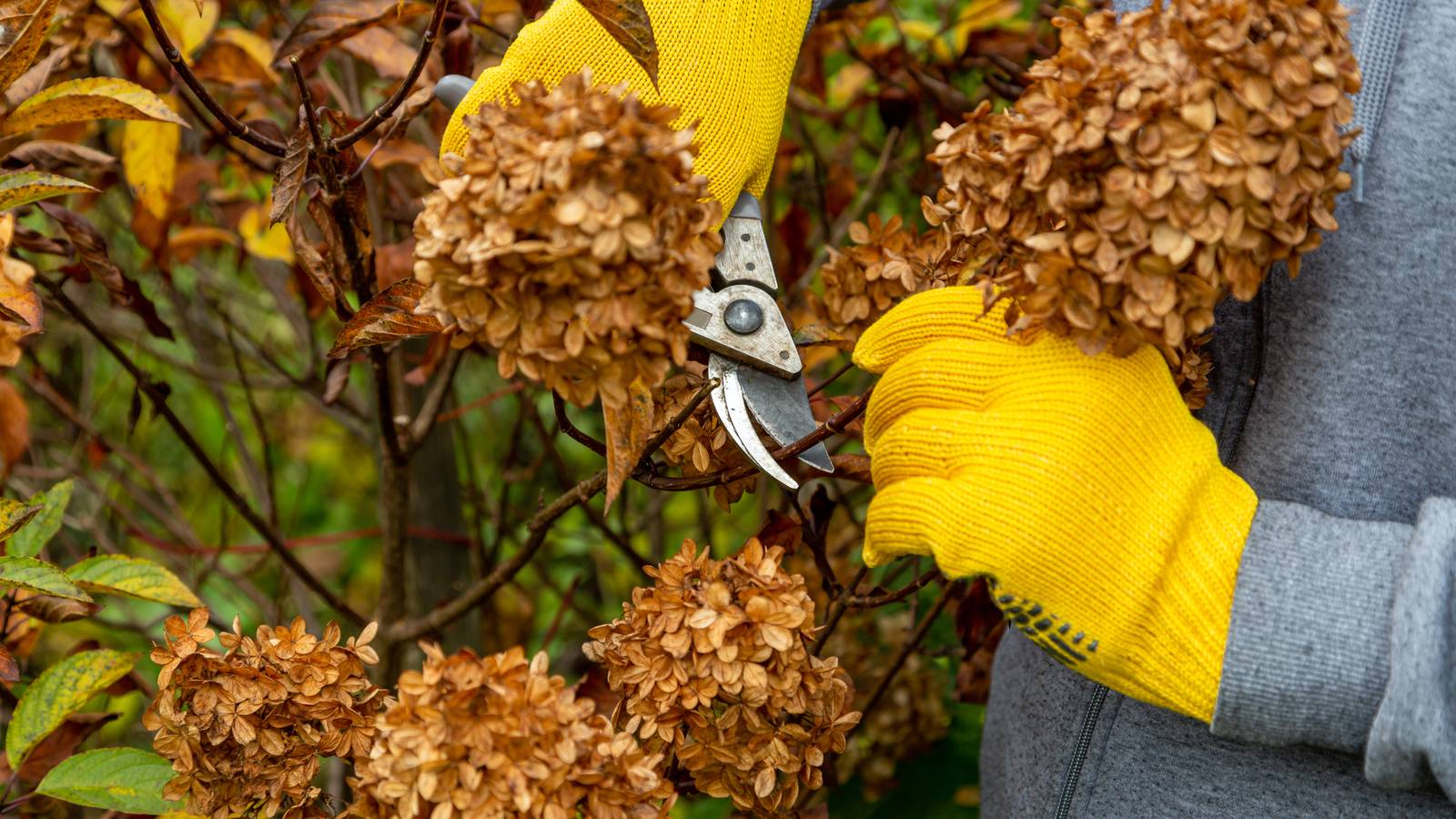 The Best Time to Prune Your Vanilla Strawberry Hydrangea