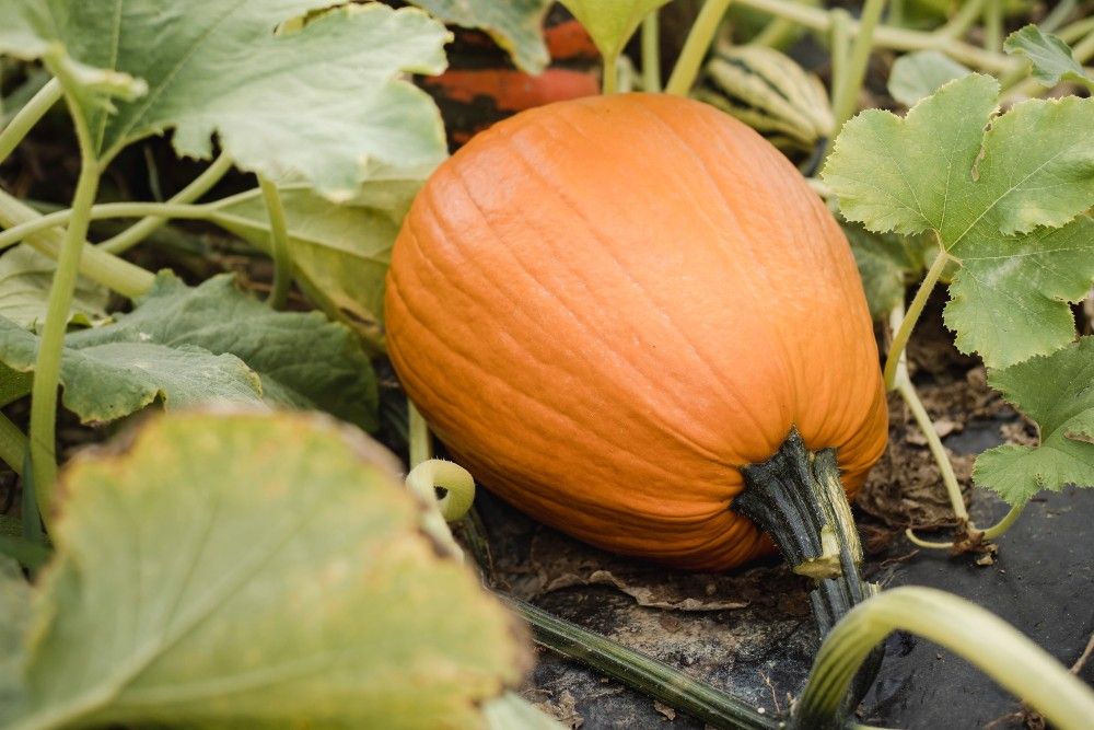How to Harvest Winter Squash