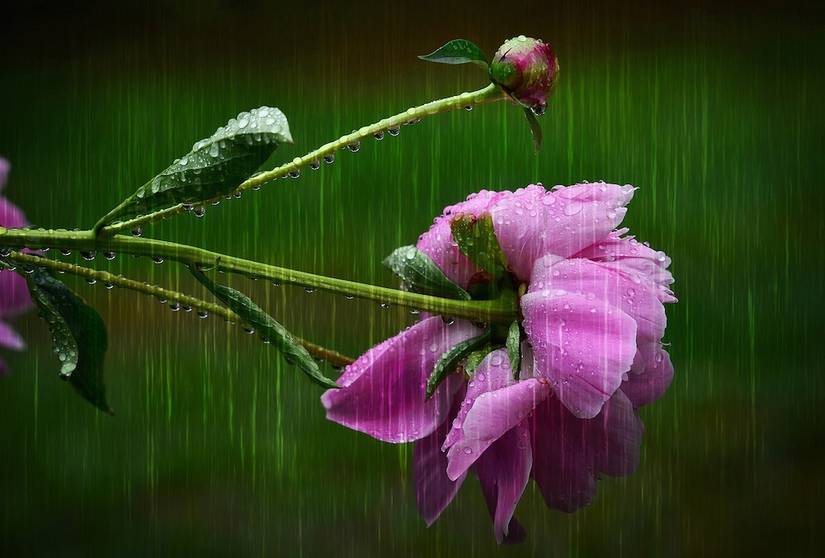 Flora Raining Why You Should Water Your Garden After Rain