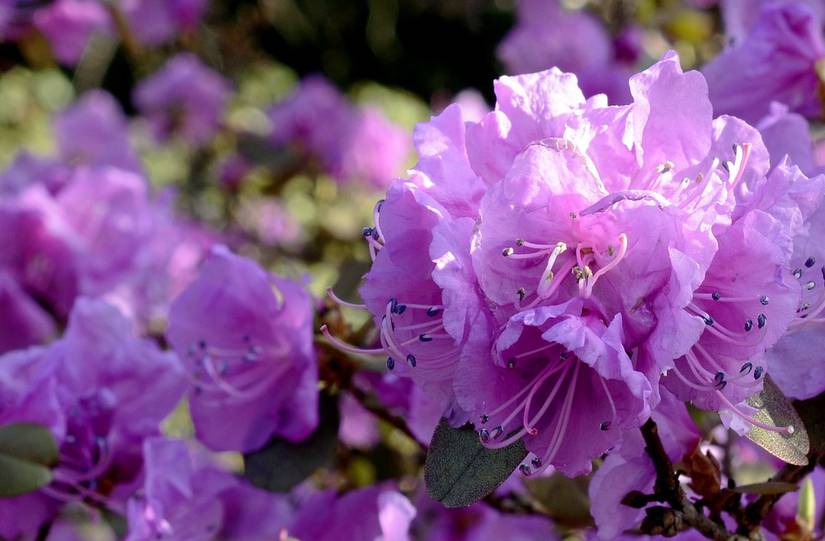 4 Tips For Caring For Rhododendrons in Fall