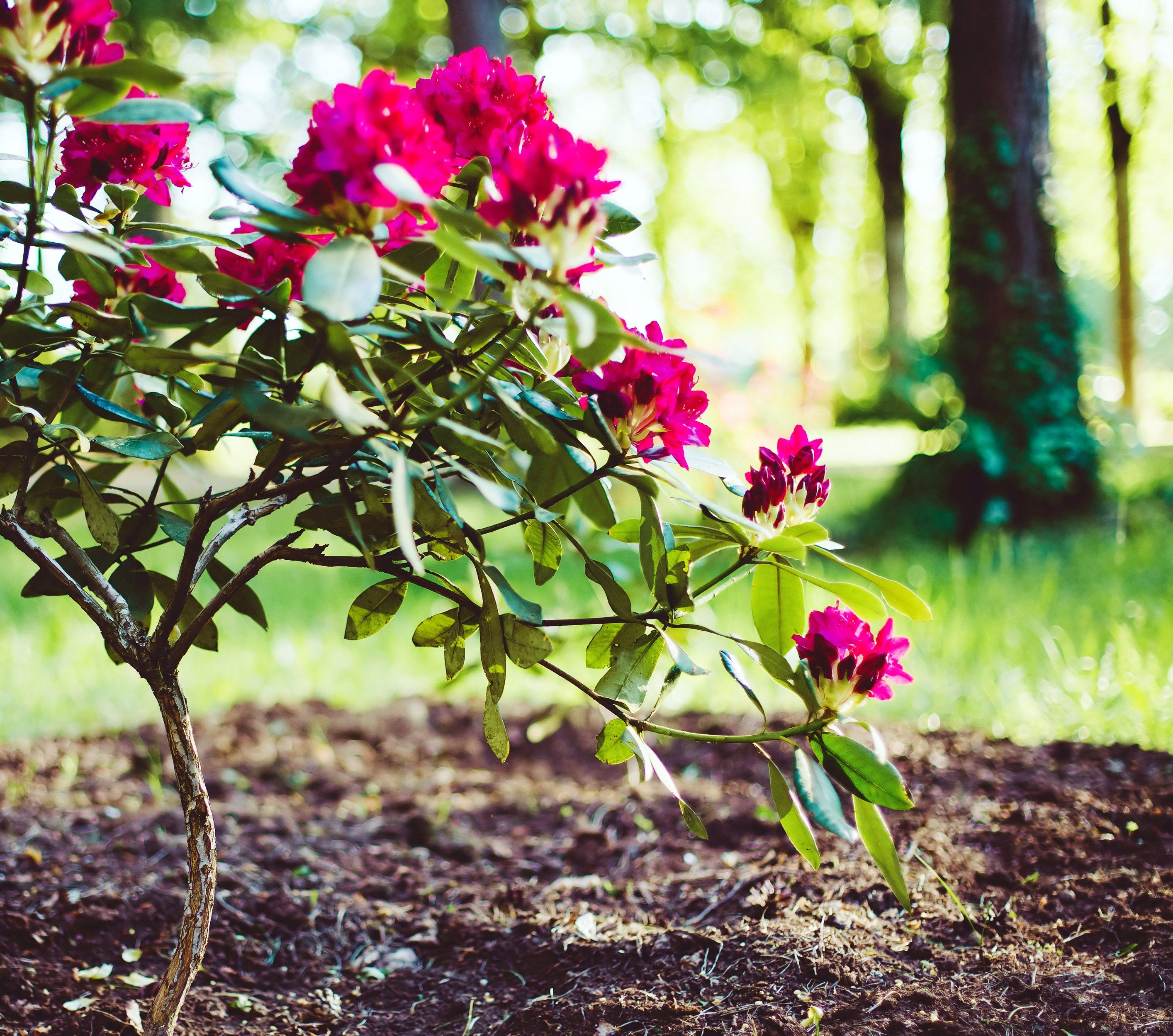 alice rhododendron Rhododendron Lady Alice Fitzwilliam