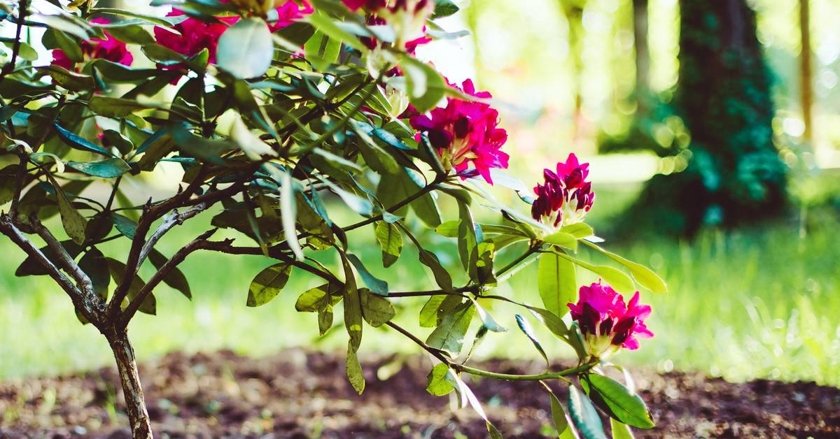 heckenpflanzen thuja kaufen Thuja Smaragd kaufen