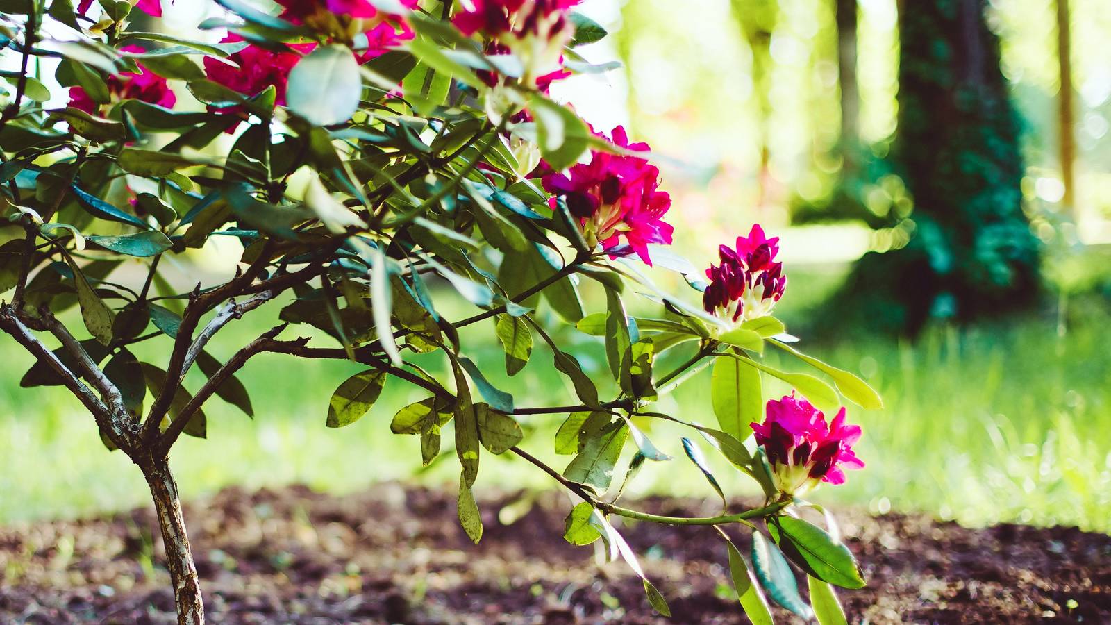rhododendron ursprungsland Rhododendron 'Golden Green Gift' main image 1