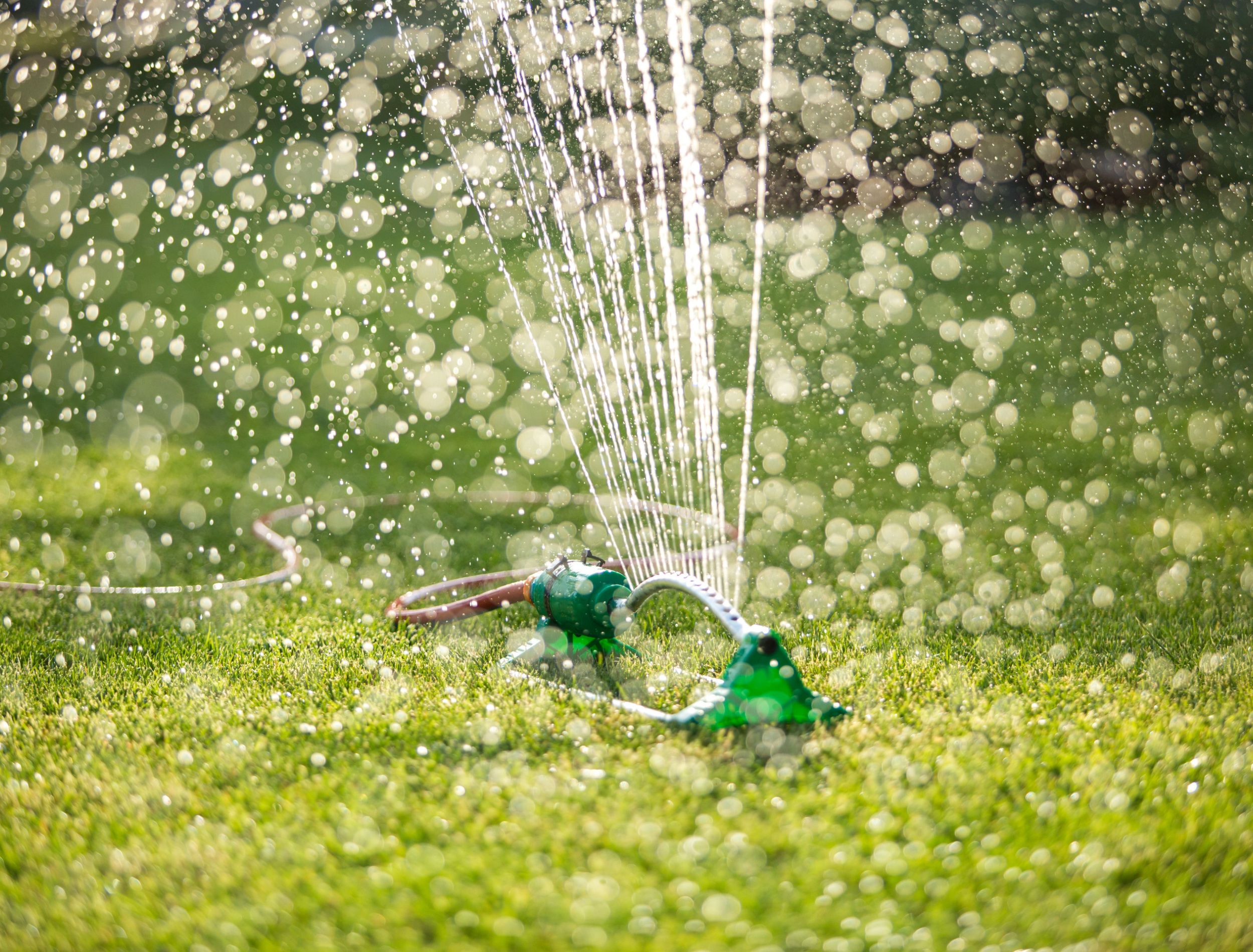 How Often to Water Your Creeping Thyme Lawn