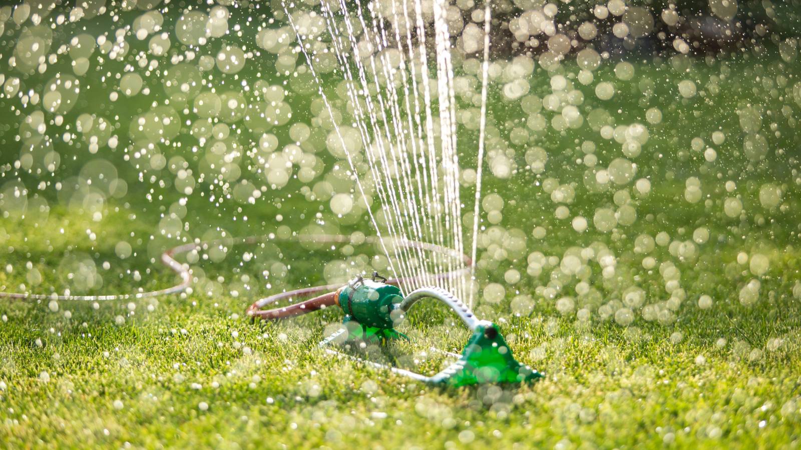 how-often-should-you-water-grass-in-fall