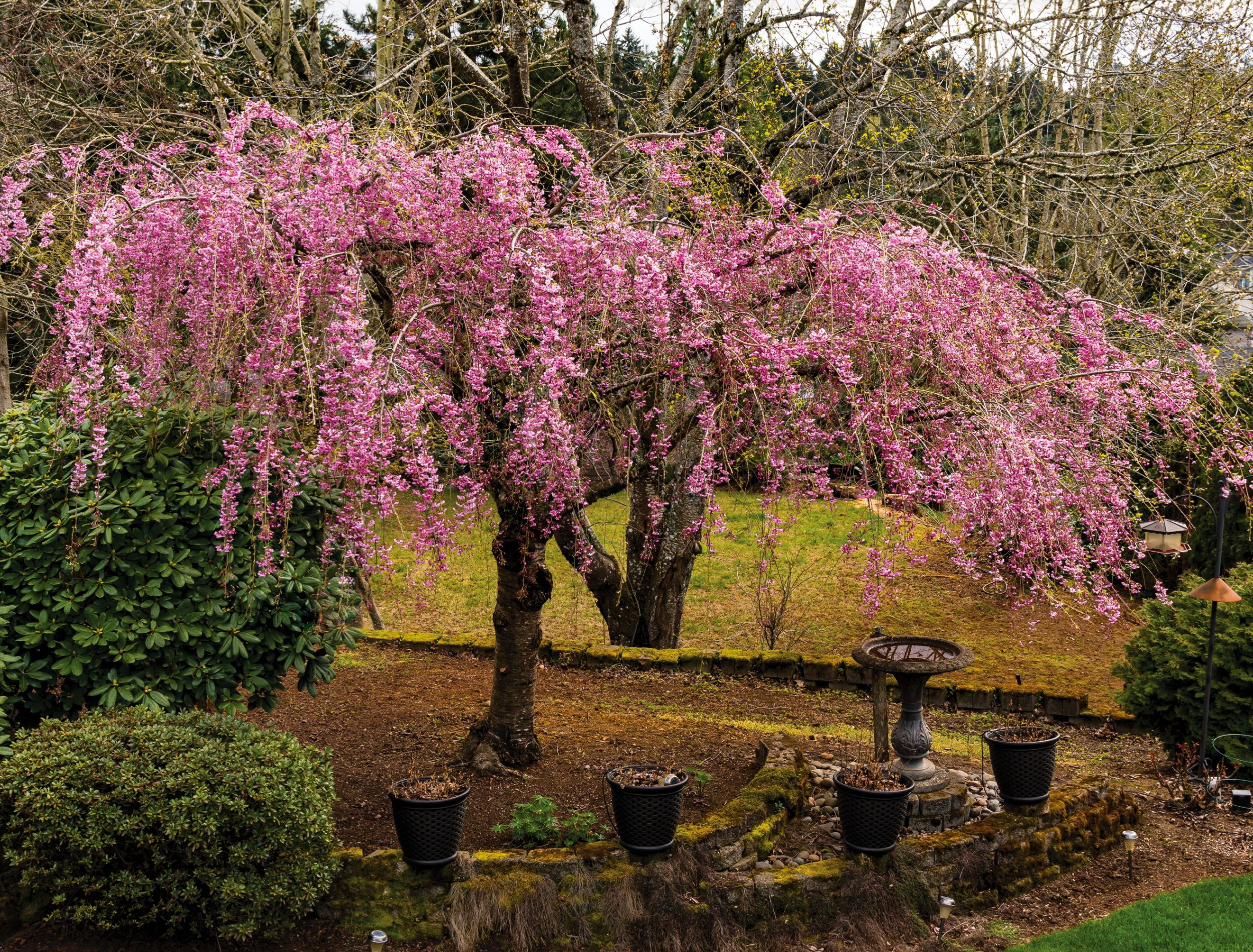 4 Flowering Cherry Trees For Your Garden