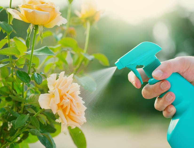 Spraying Roses Ways to Prevent Powdery Mildew on Your Potted Roses