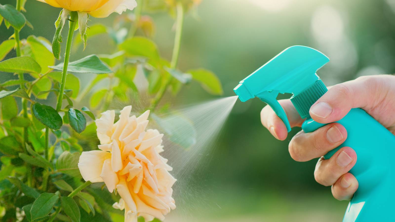 Lime Roses 5 Reasons to Use Lime on Your Roses