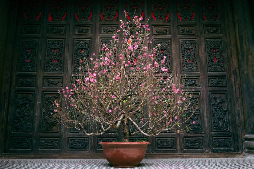 How to Grow Cherry Trees in Pots