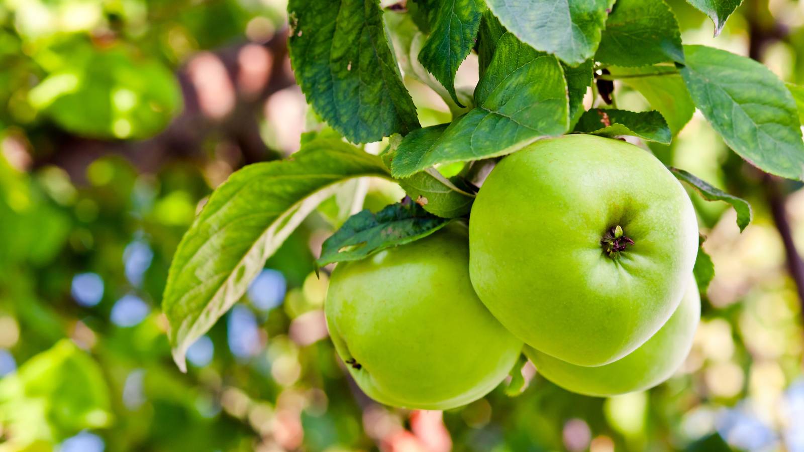7 Green Apple Varieties to Grow in Your Garden
