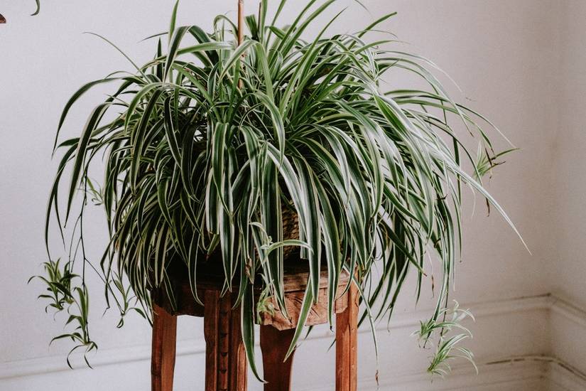 Pianta Spider Should You Cut the Spider Babies off Your Spider Plant?