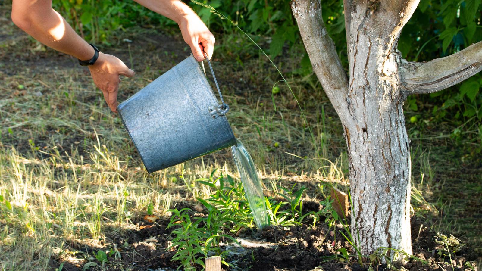 How Often to Water Fruit Trees in the Fall