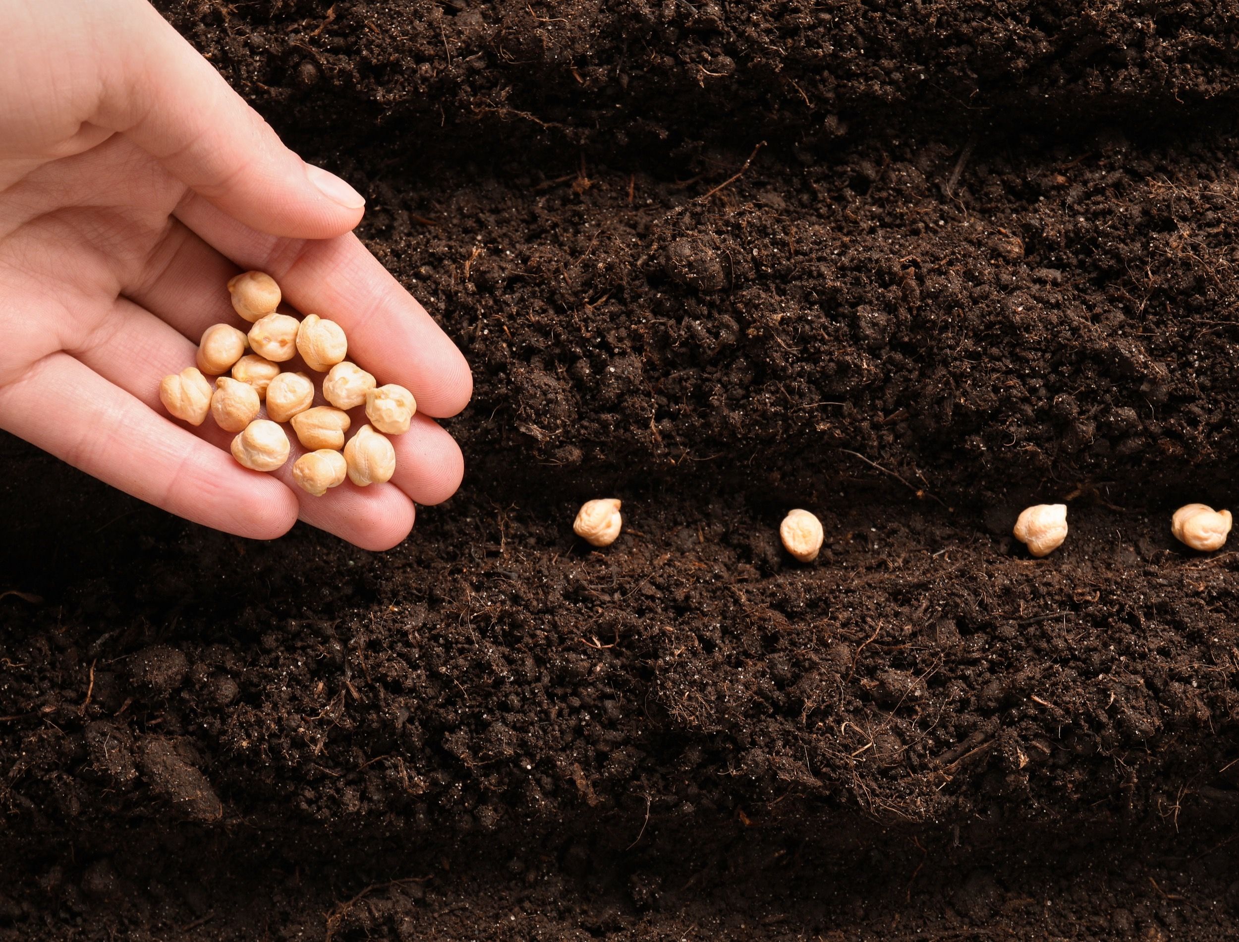 How to Grow Chickpeas in Your Home Garden